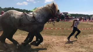 Concurs cu cai de tracțiune-proba de dublu-Negresti Oas,Satu Mare2018