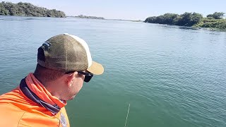 O Rio baixou e os peixes estão famintos. #pescaria #pesca #fishingvideo #video