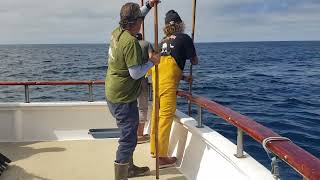 200 pound Striped Marlin Hits The Deck on the Pacific Voyager.