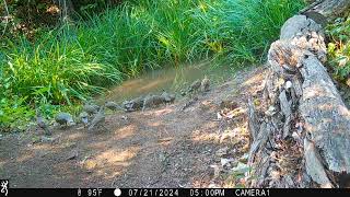 quail family 21Jul2024