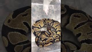 Ball python [LIVE FEEDING]