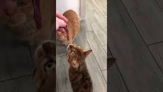 Реакция кошек на сырое мясо #cat #shorts