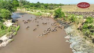 Great Migration 2024: Aerial Journey Across the Maasai Mara