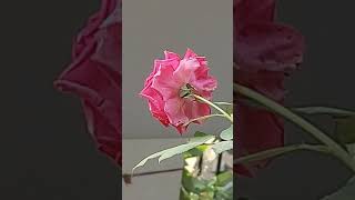 flowers in my window garden