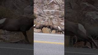 Big Horn Sheep Butting Heads in Colorado