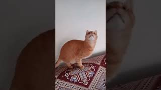 Ne gördü acaba komik Kedi videoları #keşfet