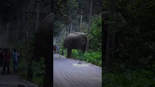 Human and elephant #wildpredator #elephannature #wildanimals #wildlifeplanet #animals #wildlife