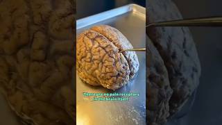 Brain Doesn't Feel Pain #shorts #trending #viral