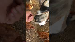 We got a cheater #ForYouPage #FYP #Animals #Reels #Viral #Goats