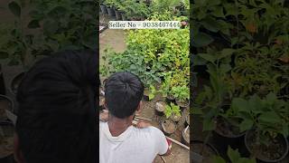 Bougainvillea plant online sell| Muchisha bougainville market 9038467444