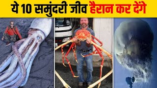 दुनिया के 10 सबसे बड़े समुंद्री जीव | Top 10 Largest Living Sea Creatures in the World | Oar Fish