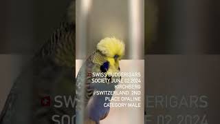 #birds #show #budgies #2024 #competitions #switzerland