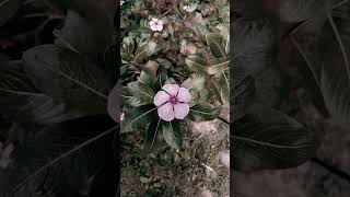 নয়নতারা #shorts #reels #shortfeed #flowers #shortvideo #youtubeshorts #viral