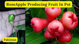 RoseApple Producing Fruit In Pot | Rare Garden