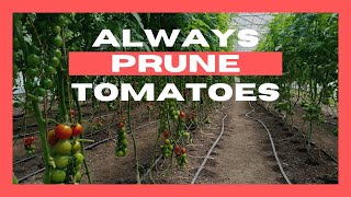 Not Pruning Tomatoes is a Bad Idea (Most of the Time)