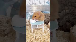 Funny hamster just makes mischief 🤣