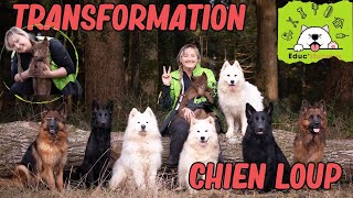 L'INCROYABLE Transformation d'un CHIEN LOUP !