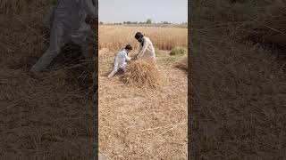 گندم کی بنائی  زبردست طریقے سے کام #viralvideo #shortvideo #shorts #short #youtubeshorts #ytshorts