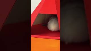 Amazing hamster 🐹 pyramid maze￼