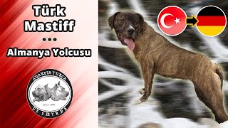 Türk Mastiff Almanya Yolcusu!