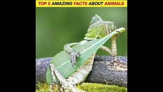 top 5 amazing facts about animals in hindi #youtubeshorts #factsshorts #viral #fact #short #shorts