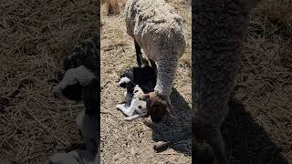 Twin lambs! One boy and one girl.  #NaturesCadenceFarm #sheep #twins