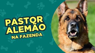 PASTOR ALEMÃO - Benefícios de ter a raça trabalhando na fazenda