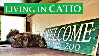 CATIO - CAT PATIO - CAT HOUSE - How to DECORATE