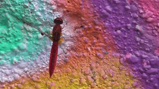 ♪ 24.06.24 #libellen #dragonfly #tiere #animals