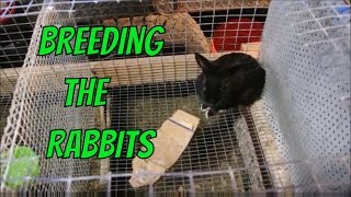 Breeding the Rabbits