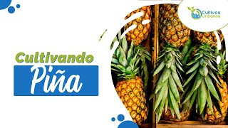 Te enseñamos a sembrar la piña