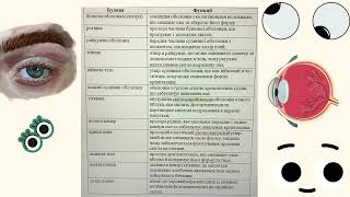 Зорова сенсорна система людини. Будова очного яблука