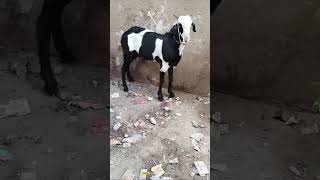 Jumma Mubarak to all members ❤️ #goatslover #cattlemarket #latestupdate #subscribe