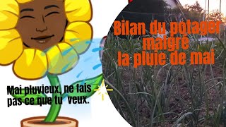 Mon potager : Bilan après un mois de mai très pluvieux.