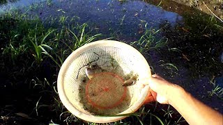 Nak tangkap ikan laga dapat Ikan Sepat sedang berasmara plak..