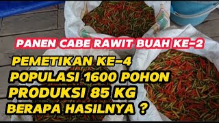 Part 21 : Panen Cabe Rawit Lokal Buah Kedua 👉 Pemetikan Ke-4