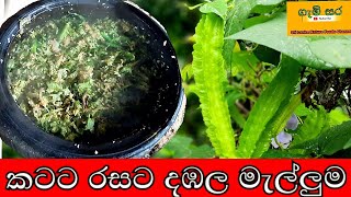 දඹල මැල්ලුම, ගමේ විදියට හදමු , dabala malluma sinhala recipe, winged beans cooking in my village