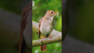 Amazing  Birds #birds #birdslover #new #nature #viralvideo #video #viralshorts #vlog