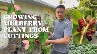 How to grow mulberry plant from cuttings | Growing your own food | Province Life | La Vie DeGuz