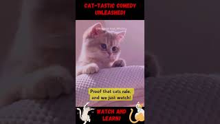 Cat-Tastic Comedy Furry Fun for All Ages