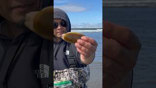 Digging razor clams