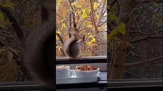 Бусинка кушает орешек 🍁🏡😋🌰🐿❤🤗🌿#белка #белки #белочка #животные #природа #осень #animals #squirrel 🐿❤