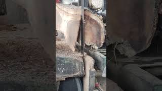 BUNDANT !! ONE TREE TRUNK BECOMES MANY BOARD MATERIALS | WOOD SAWING PROCESS #treetrunk