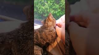 ruby girl #cute #cat #asmr #rain