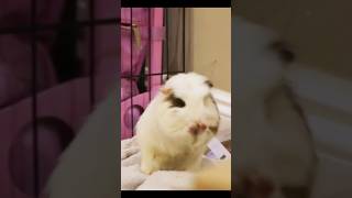 Guinea pigs Grooming before sleep