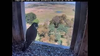 FalconCam 2022 12 28 Indigo dodges willie wagtail