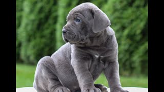 Cane Corso Puppies for Sale