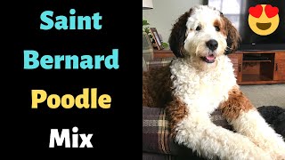 Who is a Saint Bernard Poodle Mix? Should you get one?