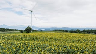 Nunobiki Kogen Wind Farm in Koriyama, JAPAN - 4K Aerial Drone Video | 郡山市布引風の高原 (布引高原) ひまわり畑 ドローン空撮