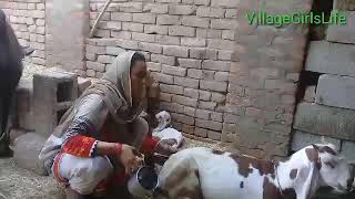 Goat Milking by Village Girl ll VillageGirlsLife